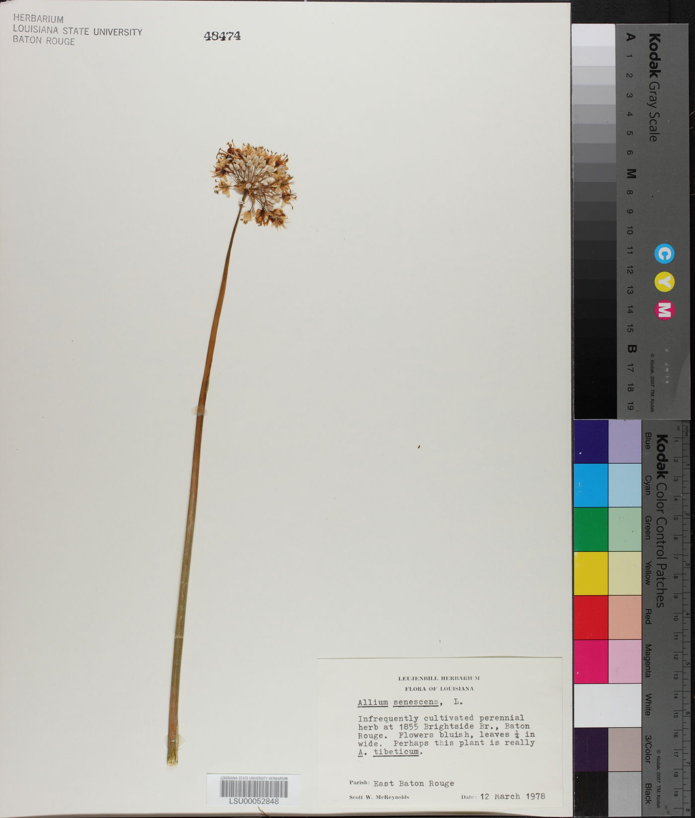 Allium senescens image