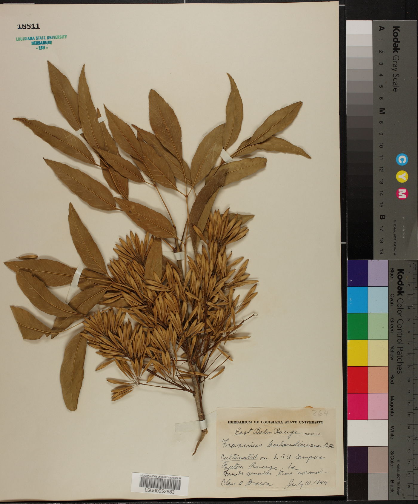 Fraxinus berlandieriana image