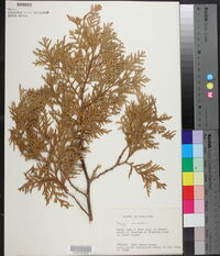 Thuja occidentalis image