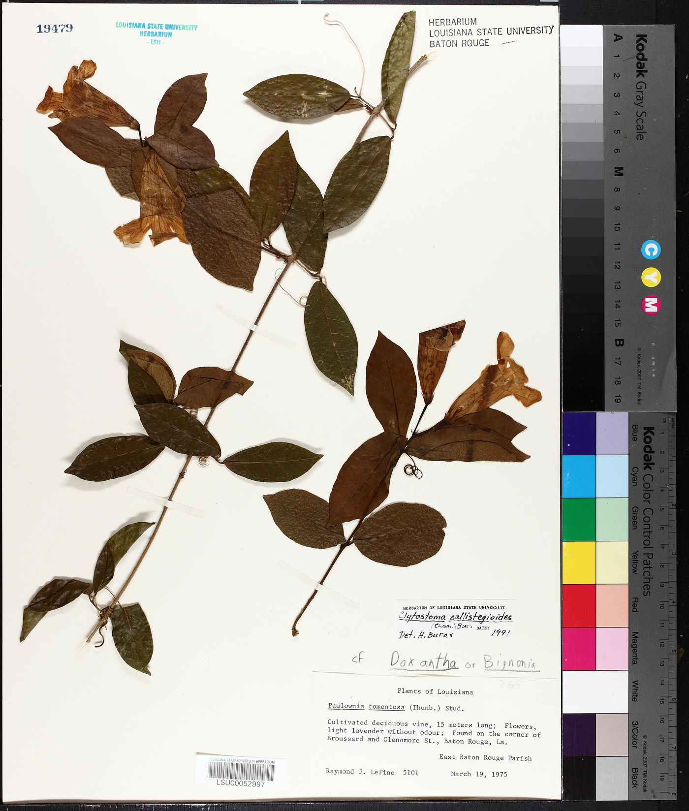 Clytostoma callistegioides image
