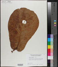 Ficus lyrata image