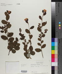 Loropetalum chinense image