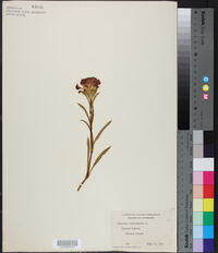 Dianthus caryophyllus image