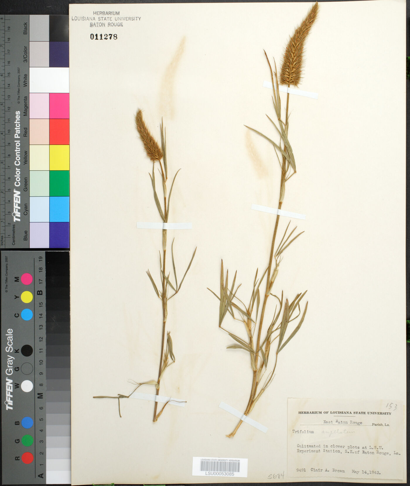 Trifolium angulatum image