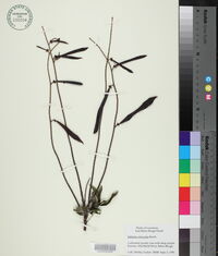 Millettia reticulata image