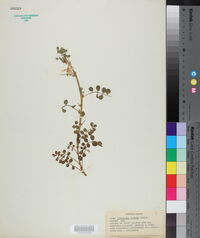Astragalus sinicus image