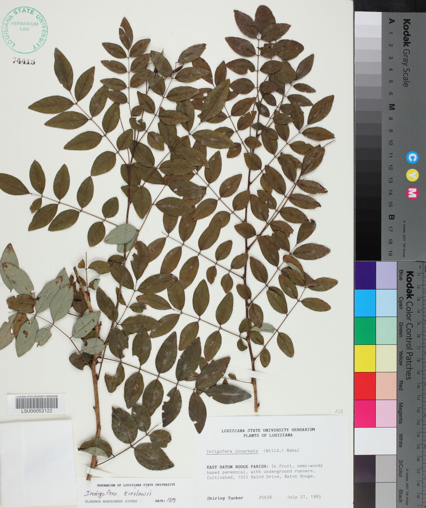 Indigofera kirilowii image