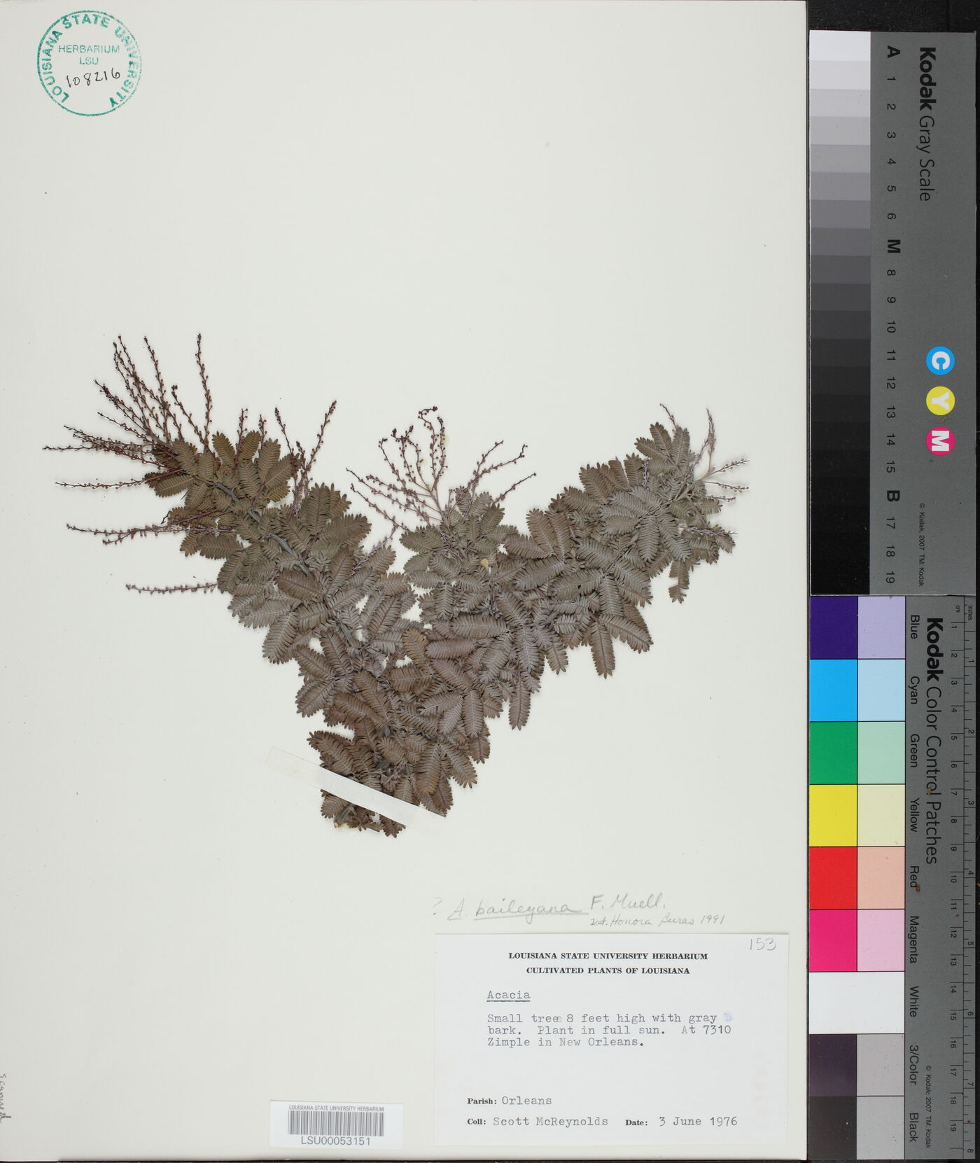 Acacia baileyana image