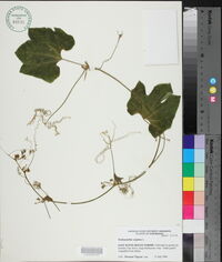 Trichosanthes anguina image