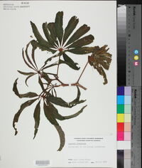 Begonia luxurians image
