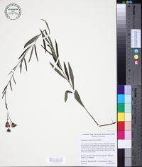 Vernonia texana image