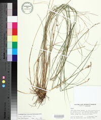 Carex albolutescens image