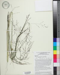 Coleataenia longifolia subsp. longifolia image