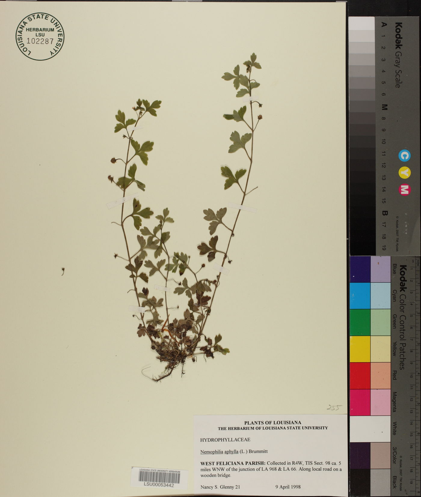 Nemophila aphylla image