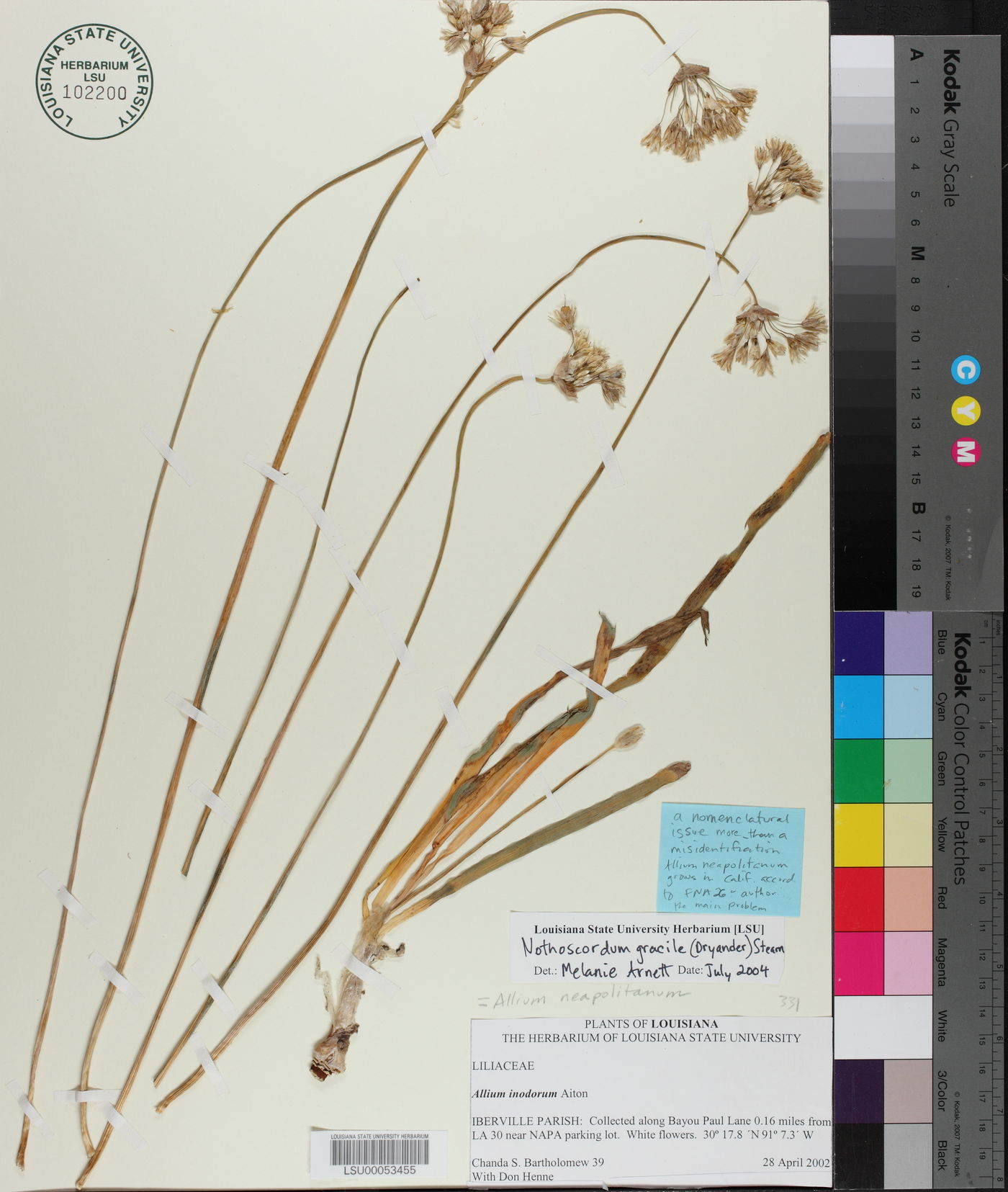 Nothoscordum gracile image
