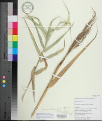 Phragmites australis image