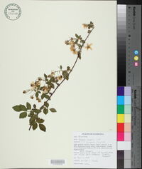 Rubus argutus image