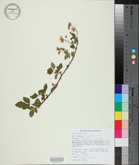 Rubus argutus image