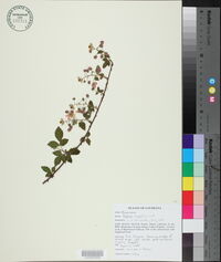 Rubus argutus image