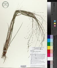 Eragrostis refracta image