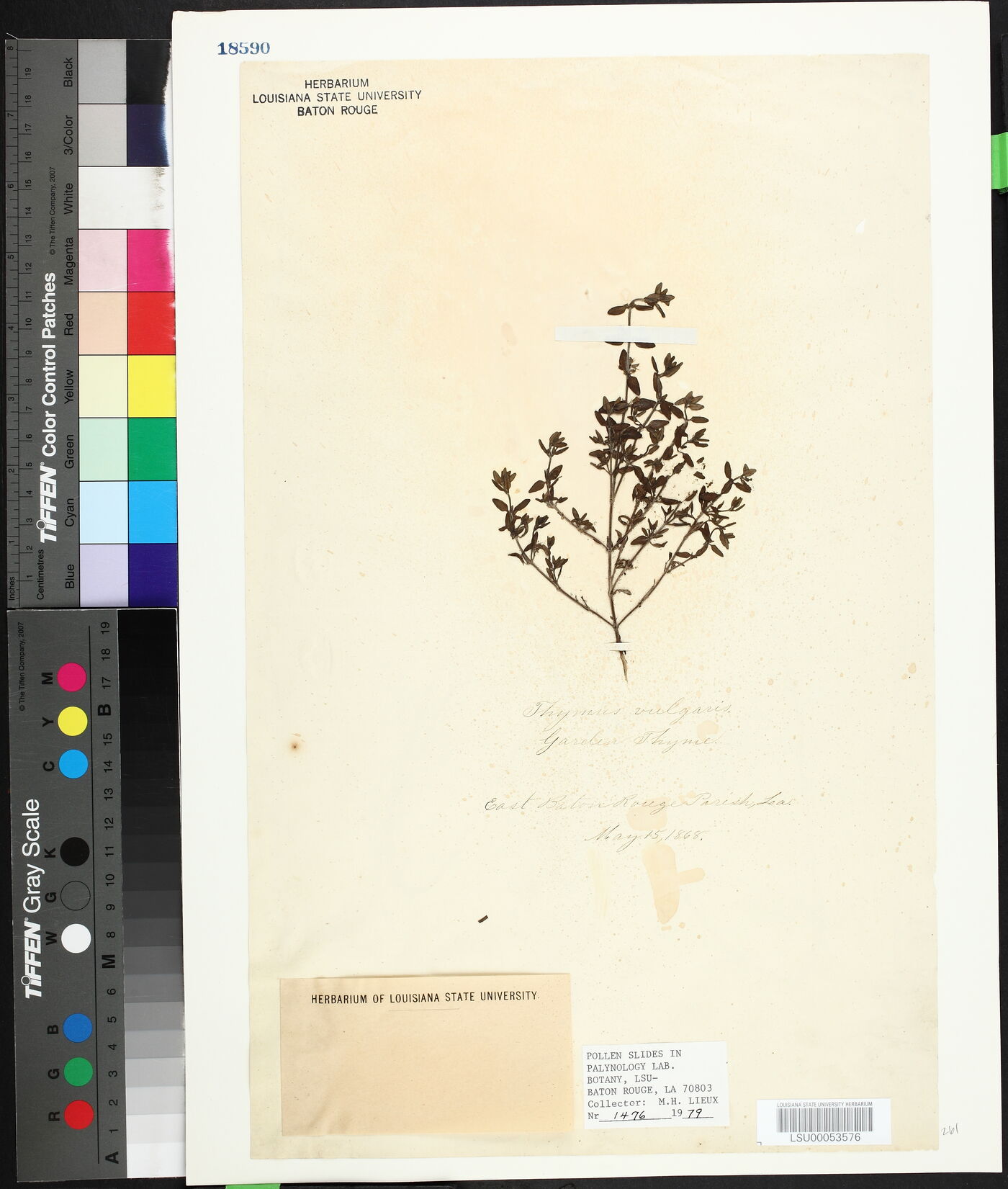 Thymus vulgaris image