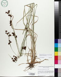 Rhynchospora glomerata image