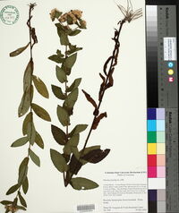 Pluchea foetida image