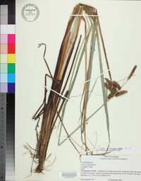 Carex glaucescens image