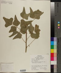 Erythrina herbacea image