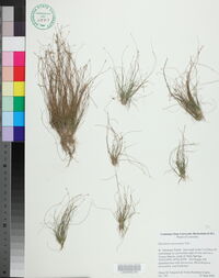 Eleocharis microcarpa image