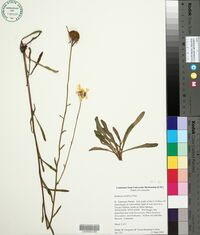 Balduina uniflora image