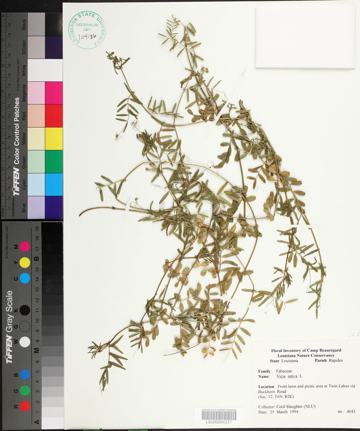 Vicia sativa subsp. sativa image