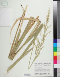 Sorghum halepense image