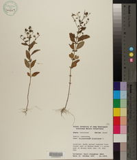 Trichostema dichotomum image