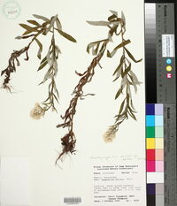 Pseudognaphalium helleri subsp. helleri image