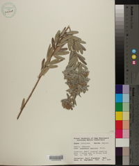 Lespedeza capitata image