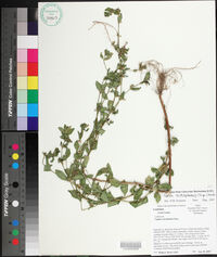 Cuphea carthagenensis image
