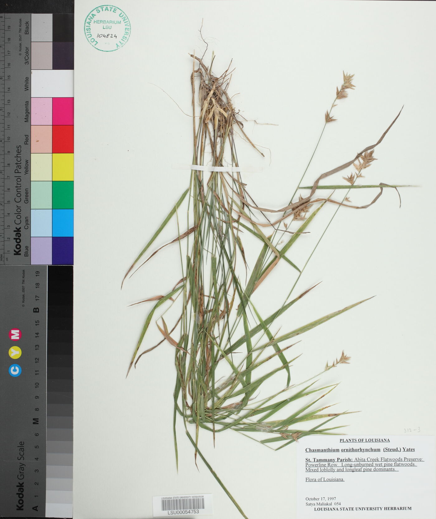 Chasmanthium ornithorhynchum image
