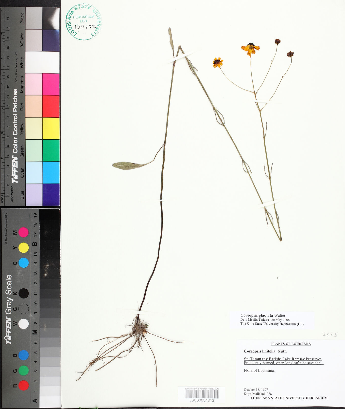 Coreopsis gladiata image
