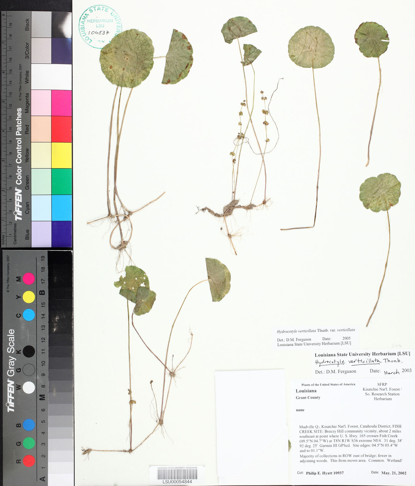 Hydrocotyle verticillata var. verticillata image