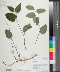 Smilax pumila image