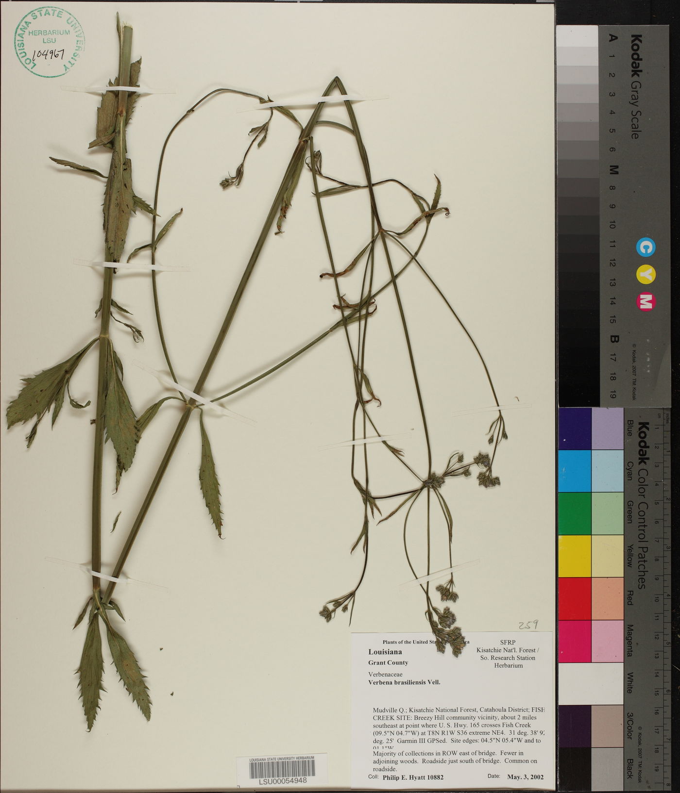 Verbena brasiliensis image