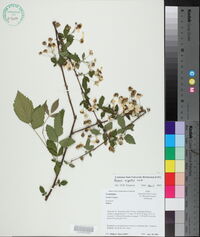 Rubus argutus image