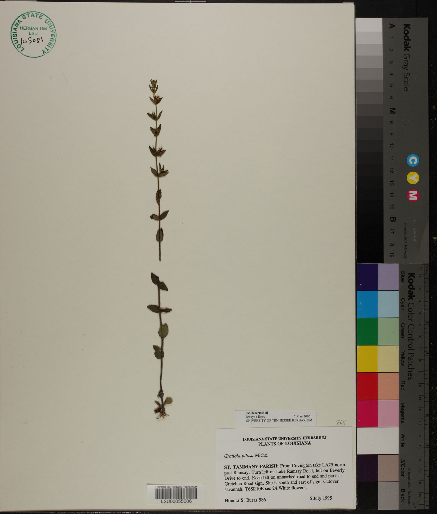 Gratiola pilosa image