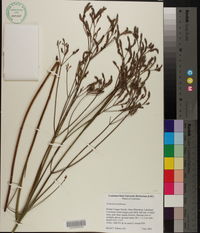Verbena brasiliensis image