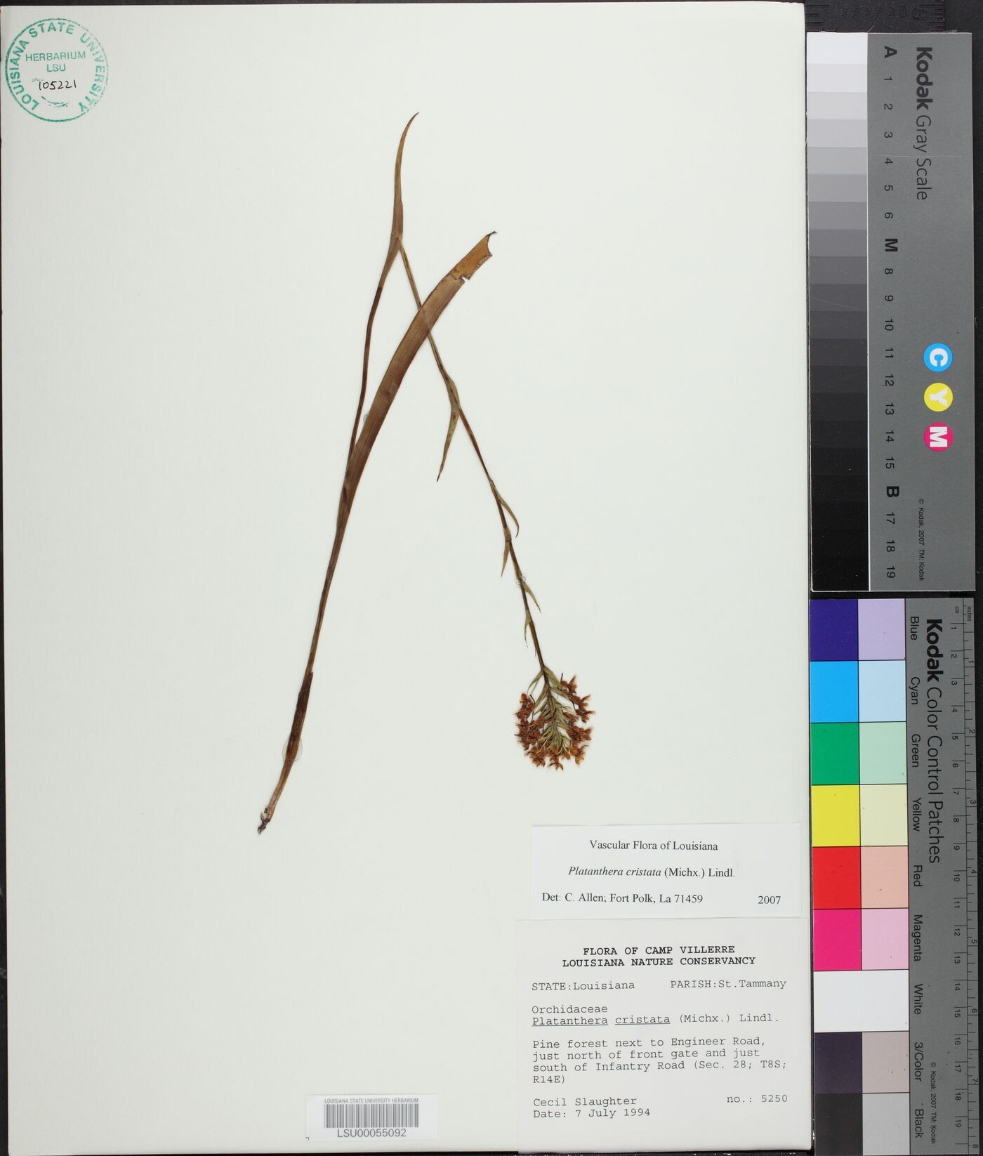 Platanthera cristata image