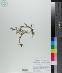 Lycopodiella cernua var. cernua image