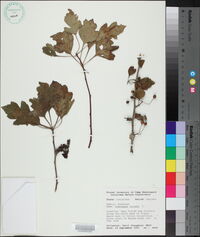 Crataegus viridis image