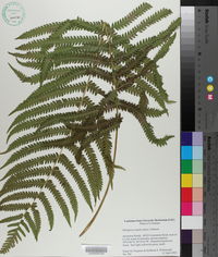 Thelypteris kunthii image