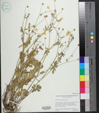 Ranunculus sardous image